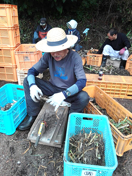 にんにく根切り